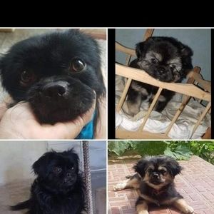 Meet your Posher, Barbara